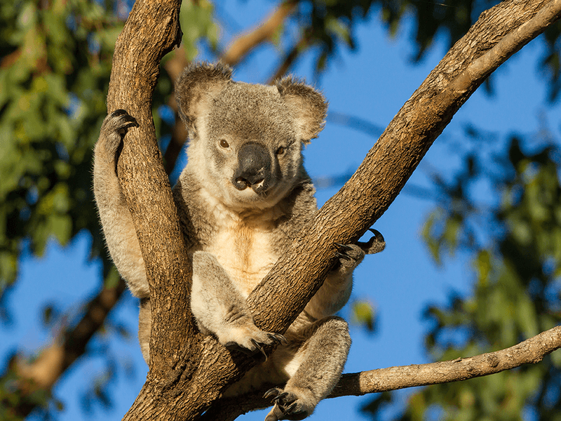 Koala, Bezzants Lease