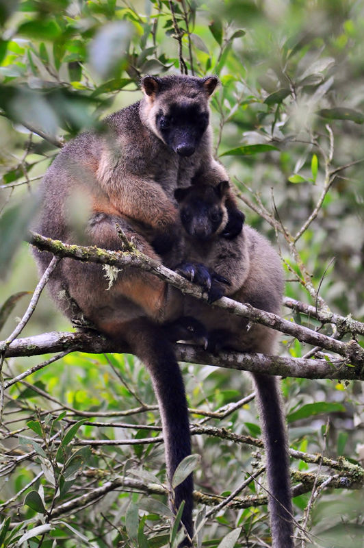 Tree Kangaroo