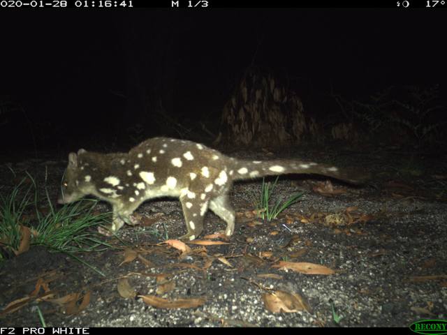 Spotted-tailed Quoll