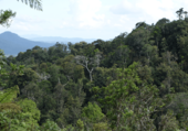 Cassowary_Crossing_11.png