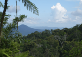 Cassowary_Crossing_12.png