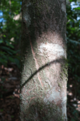 Cassowary_Crossing_14.png