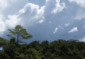 Cassowary_Crossing_4.png
