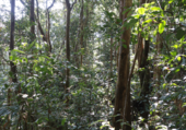 Cassowary_Crossing_6.png