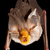 Dirrans_End_bat.png