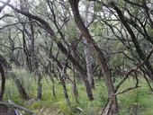 Motherumbah-melaleuca.jpg