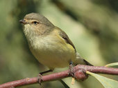 MotherumbahWeebill.jpg