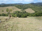 lemuroid_11.JPG