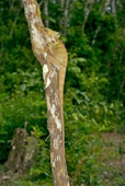lemuroid_8.jpg